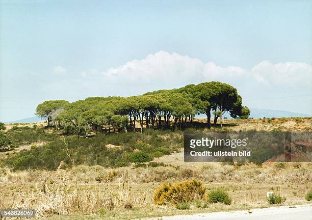 Pinien , Familie der Kieferngewächse, und Agaven , Familie der Agavengewächse, in Südportugal. Aufgenommen Mai 2000.