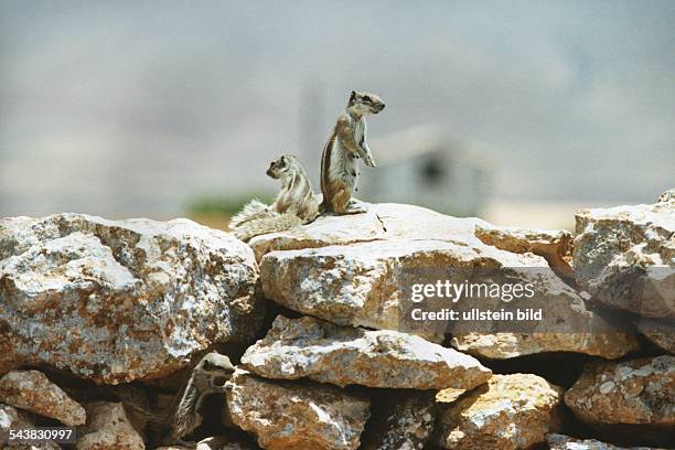 Zwei Wüstenhörnchen auf Felsbrocken. Aufgenommen Juli 1999.