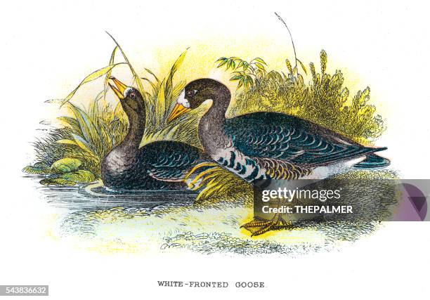 stockillustraties, clipart, cartoons en iconen met white-fronted goose illustration 1896 - ganzenvlees