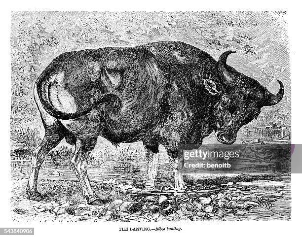 bull - banteng stock illustrations