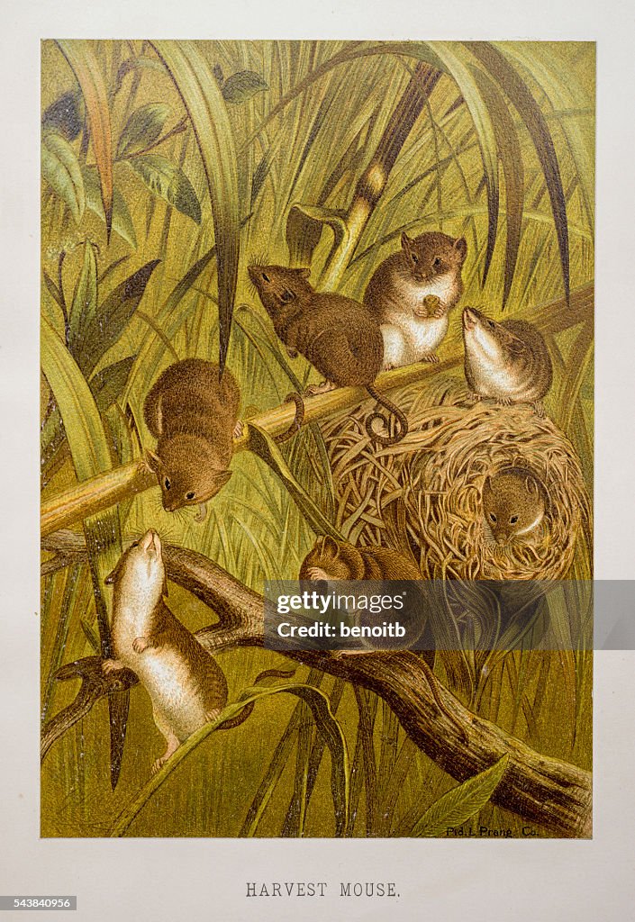 Harvest Mouse