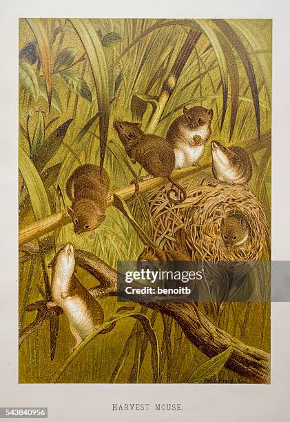 harvest mouse - rats nest stock illustrations