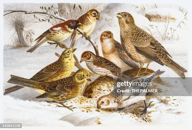 bunting birds illustration 1882 - reed bunting stock illustrations