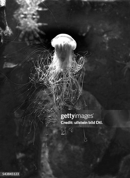 Lion's jellyfish - 1956- Photographer: Franz Schensky- Vintage property of ullstein bild