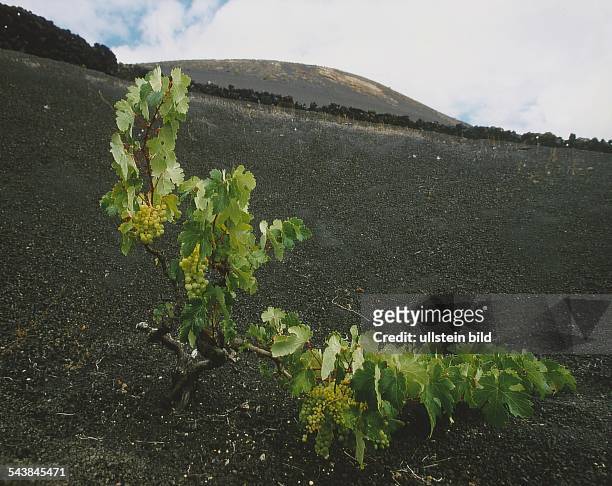 Trockenfeld-Weinanbaugebiet La Geria in den Bergen von Lanzarote: Die Pflanzen wachsen in trichterförmigen Mulden im Vulkankies, ihre Feuchtigkeit...