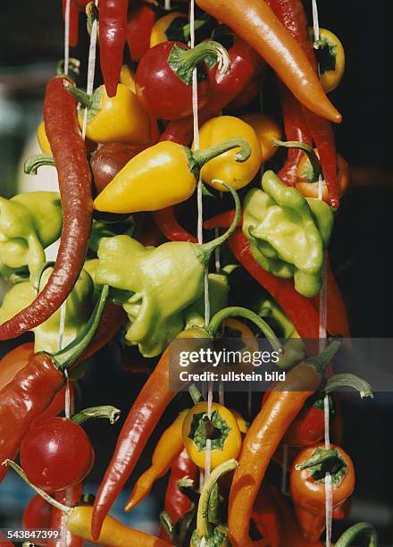 Bunte Paprikaschoten, Früchte der Paprikapflanze , zum Trocknen aufgehängt. Paprika gehört zur Familie der Nachtschattengewächse und wird als Gemüse...