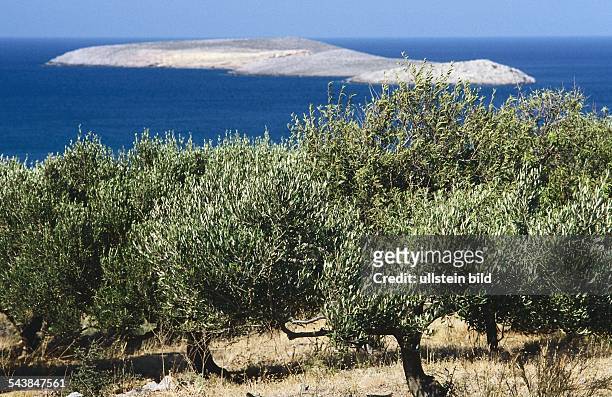 Olivenbaum , Familie der Ölbaumgewächse, auch Ölbaum genannt. Undatiertes Foto.