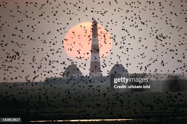 Vogelschwarm bei Sonnenuntergang / Sonnenaufgang im Nationalpark Wattenmeer vor dem Westerhever Leuchtturm auf der nordfriesischen Halbinsel...