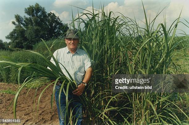 Bauer Wilhelm de Vries steht auf einem Feld mit Chinaschilf bepflanztem Feld. Chinaschilf , Familie der Gräser. Undatiertes Foto.