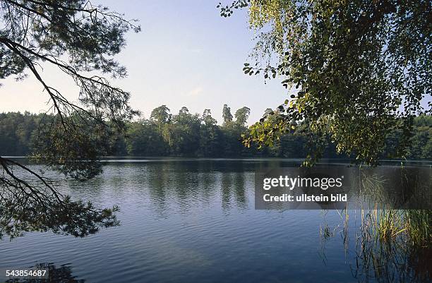 Blick durch Zweige eines Laubbaumes und eines Nadelbaumes auf den Krebssee bei Mölln. .