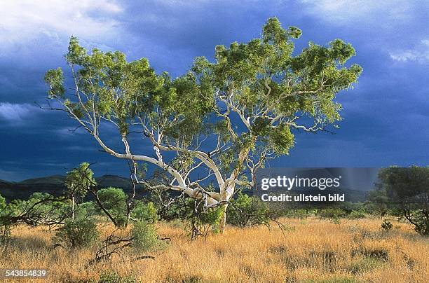 Ein Eukalyptusbaum inmitten einer Landschaft in Australien. Undatiertes Foto.