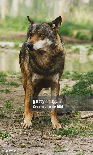 Europäischer Wolf im Wildpark Eekholt; im Sommer überwiegen rötliche Tönungen in der Fellfarbe. Aufgenommen Mai 1995.