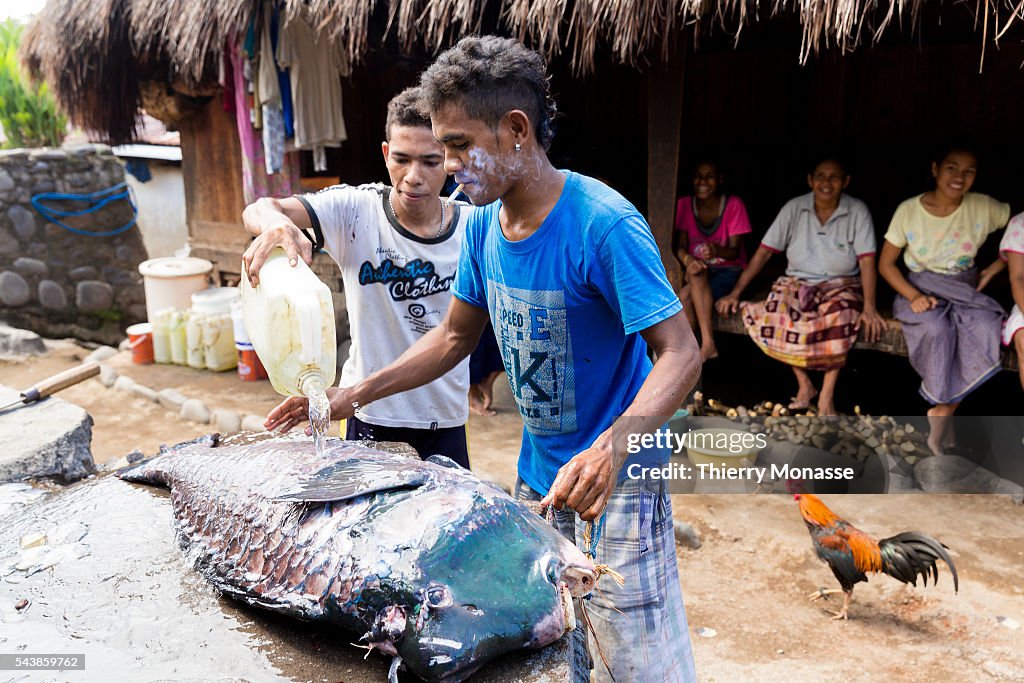 Indonesia - Fisherman prepare parrotfish