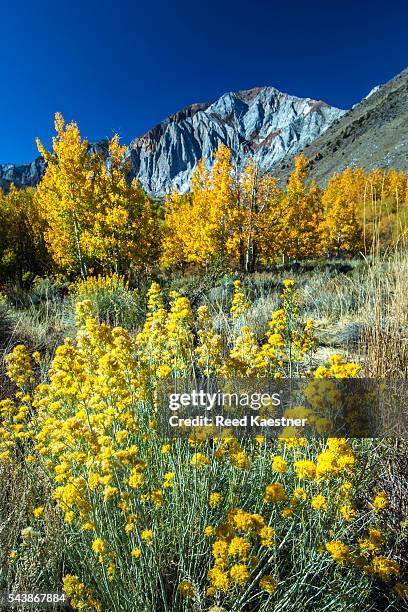 rabbit brush. ericameria nauseous and aspen, (populus tremuloides) in the sierra mountains of california - rabbit brush stock pictures, royalty-free photos & images