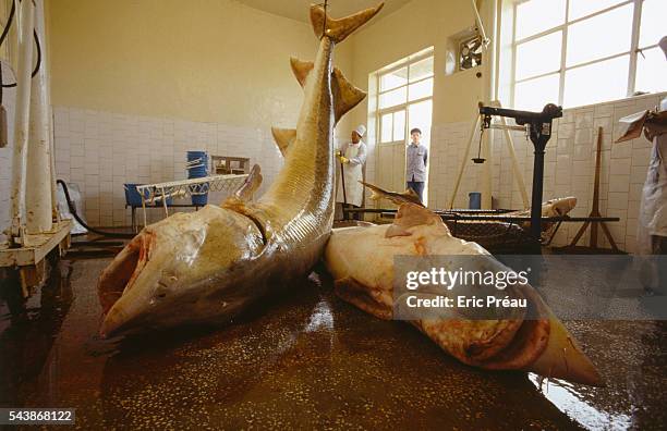 Year old 430 kg Beluga containing 120 kg of Caviar, will be cleaned in the fish factory by Chinese employees. The Swedish couple of Dafne, formerly...