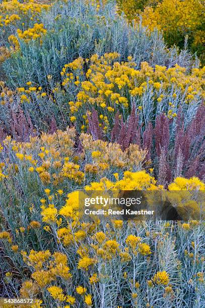 rabbit brush and sage paint a colorful pallet in the fall - rabbit brush stock pictures, royalty-free photos & images