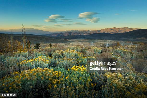 rabbit brush and sage in the chaparral of the eastern sierra mountains of california - rabbit brush stock pictures, royalty-free photos & images