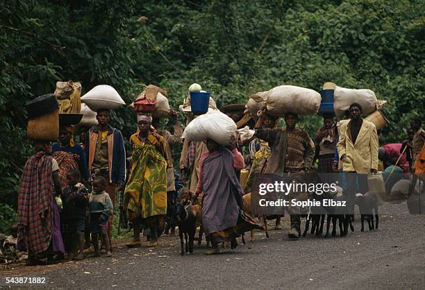 Rwandan refugees, fleeing the genocide between Tutsi and Hutu rebels, travel between Ruhengeri towards the border to Goma in Zaire. | Location:...