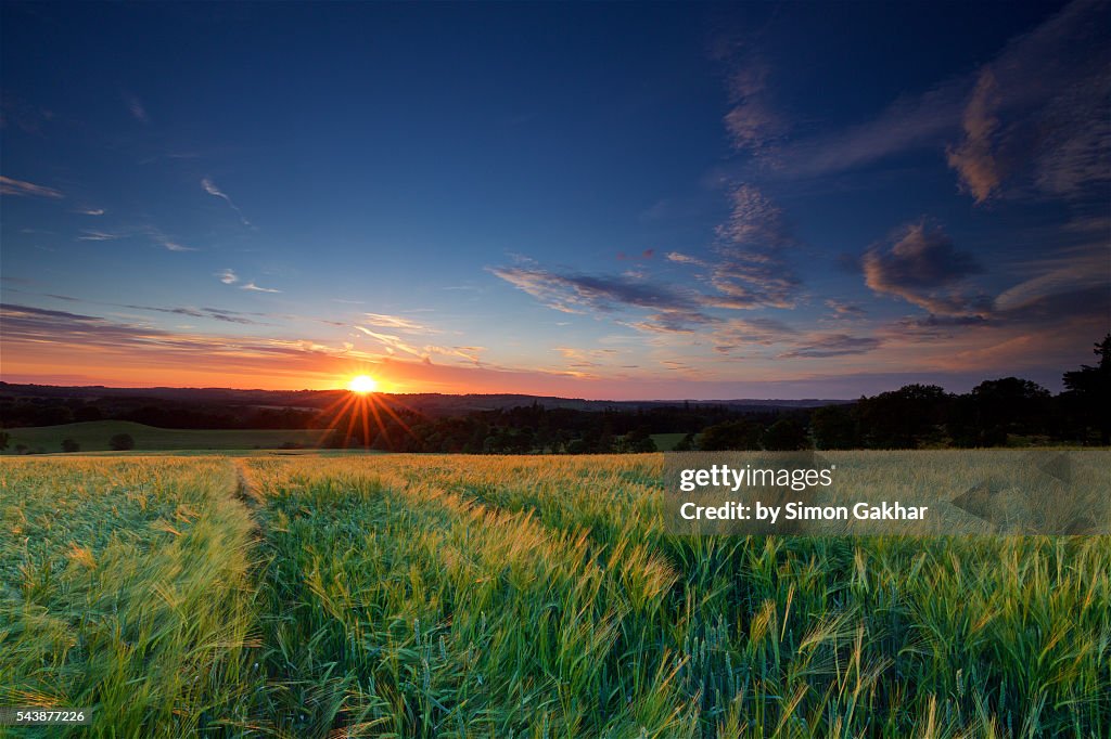 Green Barley Field at Sunset