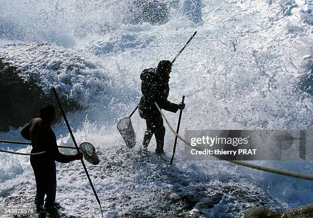 Men fishing for barnacles in Galicia.