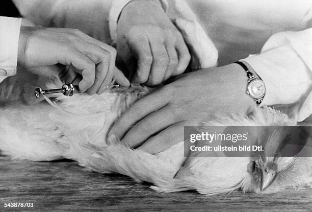 Animal Testing Injecting 189 Signal Laboratory Stock Photos, High-Res Pictures, and Images ...