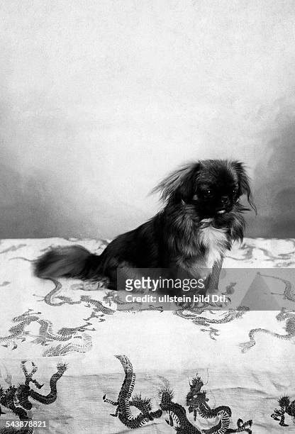 France - Ile de France - Paris A pekingese at an exhibition for dogs. - Photographer: M. Rol- Published by: 'Die Dame' 3/1913Vintage property of...