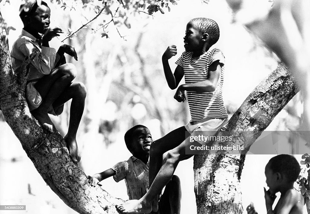 Botswana Bantu children are playing on a tree. - Photographer: Jochen Blume- undatedVintage property of ullstein bild