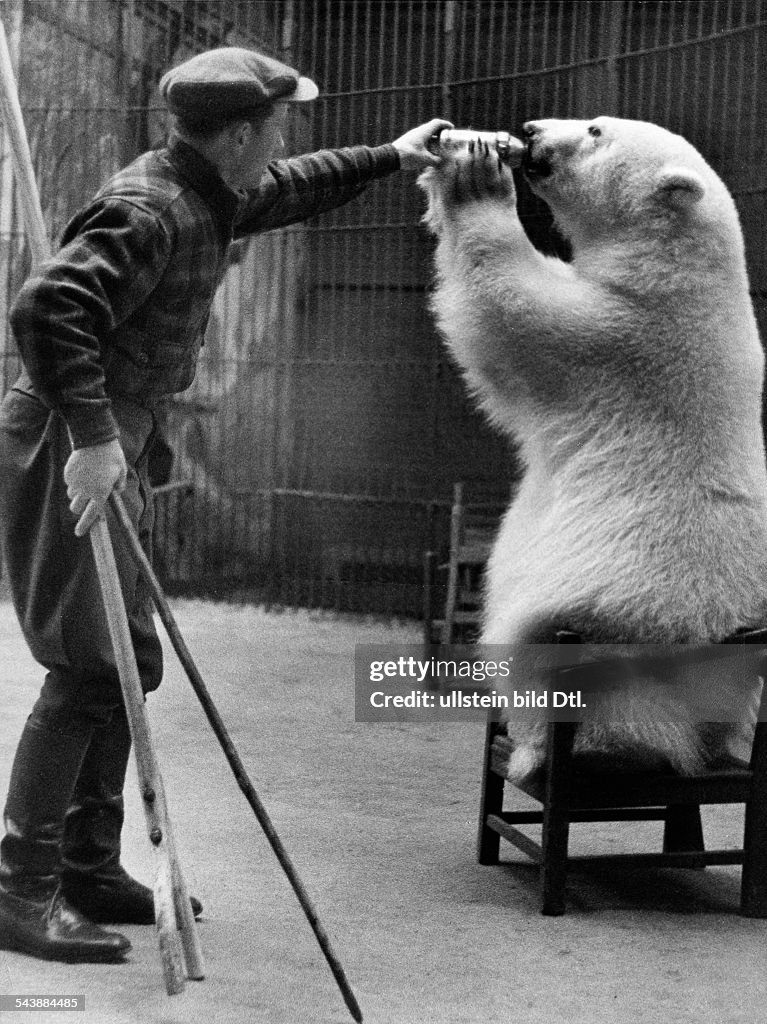 Animal trainer Ruppert (Dressurschule Hagenbeck) is taking Polar bear 'Toni' a drinking bottle - Photographer: Reinke / Dephot- Published by: 'Berliner Illustrirte Zeitung' 47/1937Vintage property of ullstein bild