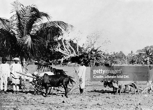 Tanzania Tanga German East Africa. Plantation at the ancient German colony. Indian field hands plow a field by dint of oxen. - Photographer: Berliner...