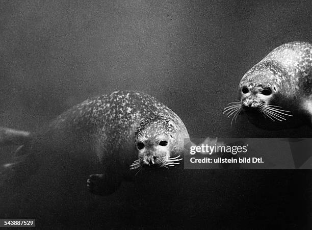 Seals under water - 1954- Photographer: Franz Schensky- Vintage property of ullstein bild