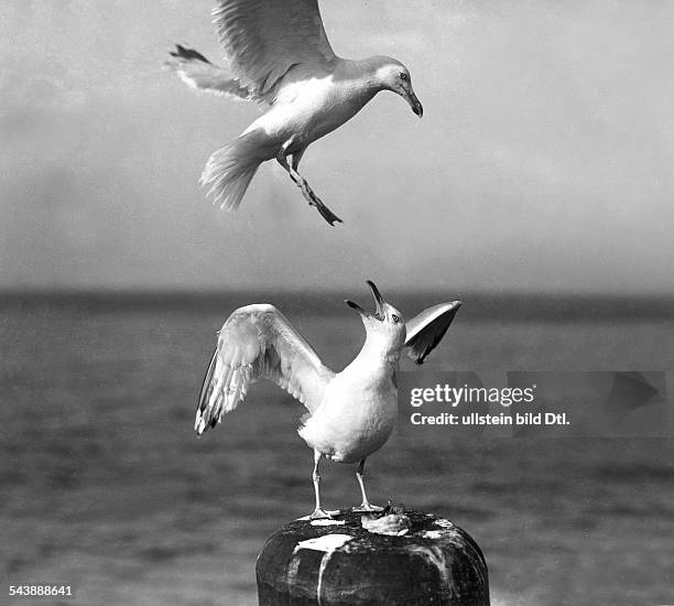 German Empire Kingdom Prussia Schleswig-Holstein Province Helgoland: Quarelling seagulls - 1934- Photographer: Franz Schensky- Published by:...