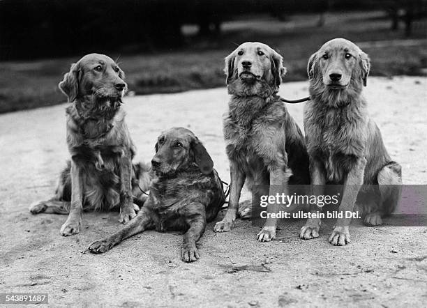 Dogs, four Golden Retriever - Photographer: Eduard Schlochauer- Published by: 'Die Gruene Post' 03/1932Vintage property of ullstein bild