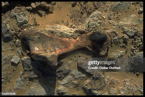 Bone from the skeleton of Suchomimus Tenerensis.