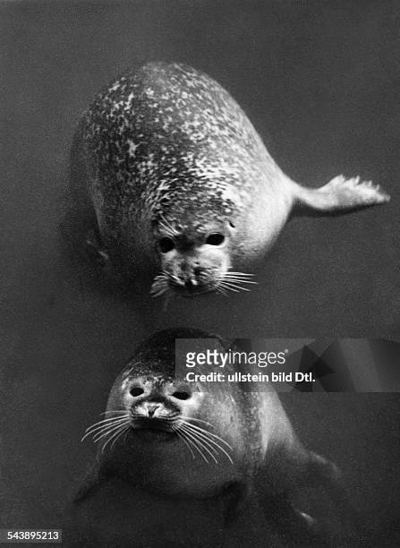 Seals under water - 1954- Photographer: Franz Schensky- Vintage property of ullstein bild
