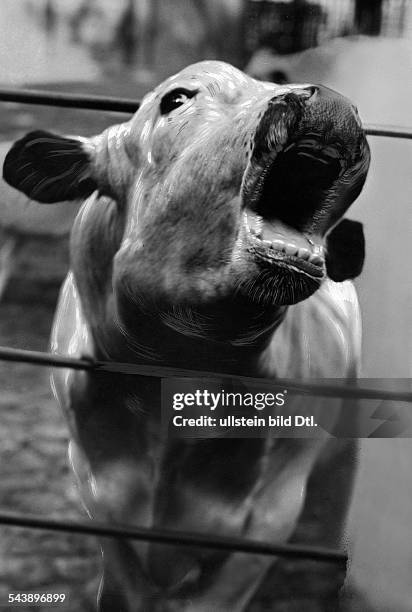 Series: Zoological Garden Berlin: swedish fjaell-cow mooing into the camera - 1929- Photographer: Seidenstuecker- Published by: 'Der Querschnitt'...