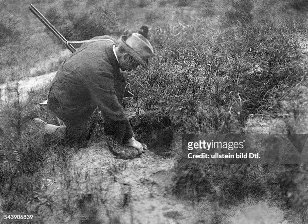 German Empire - : hunting with animals, a hunter set a ferret in a rabbit burrow - Photographer: - Published by: 'Berliner Illustrirte Zeitung'...