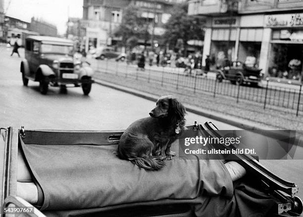 Dachshund is sitting in the back seat of a convertible - Photographer: Curt Ullmann- Published by: 'Hier Berlin' 31/1938Vintage property of ullstein...