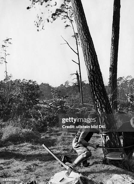 Germany Free State Prussia Berlin Berlin-Grunewald: Logging at Grunewald- Photographer: Herbert Hoffmann- Published by: 'B.Z.' Vintage property of...