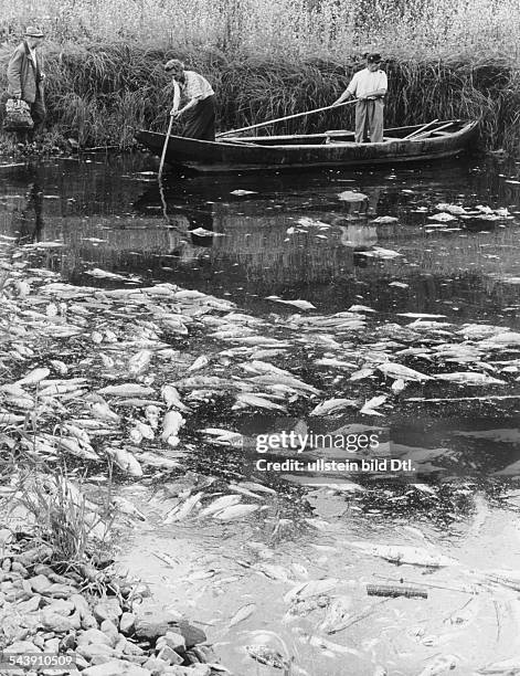 Fischsterben in der MoselAufnahme 1960