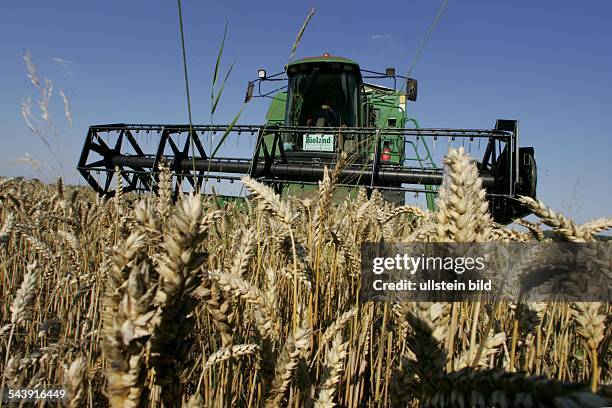 Ein Landwirt erntet auf einem Weizenfeld Weizen aus biologischen Anbau