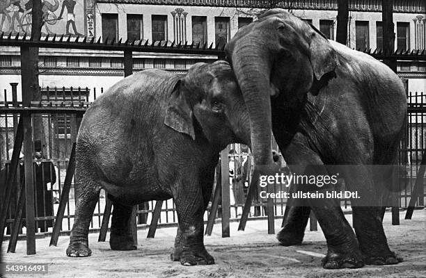 Series: Zoological Garden Berlin: two elephants 'cuddling' - 1929- Photographer: Seidenstuecker- Published by: 'Uhu' 07/1929Vintage property of...