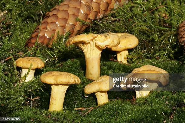 Speisepilze Photos and Premium High Res Pictures - Getty Images