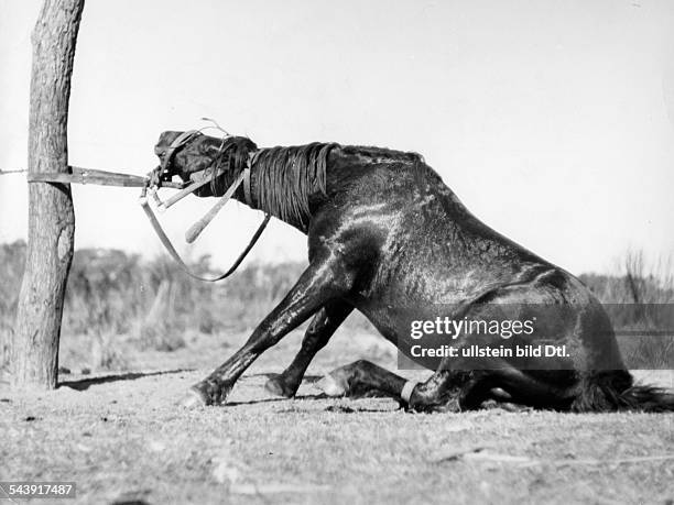 Argentina : Gouchos taming wild horses series: tied up horse on the ground - Photographer: Willi Ruge- undatedVintage property of ullstein bild