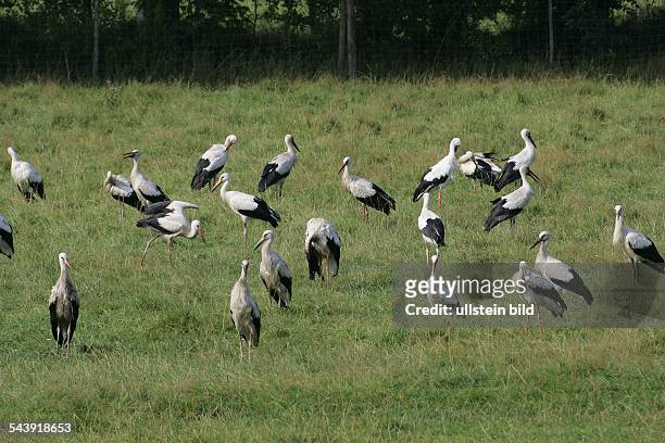 Störche - Weißstörche sammeln sich zum Vogelzug