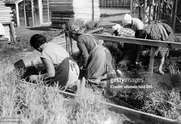 Germany Free State Prussia Berlin : Borgsdorf: women planting carnations in a market garden - 1935- Photographer: Walter Gircke- Vintage property of...