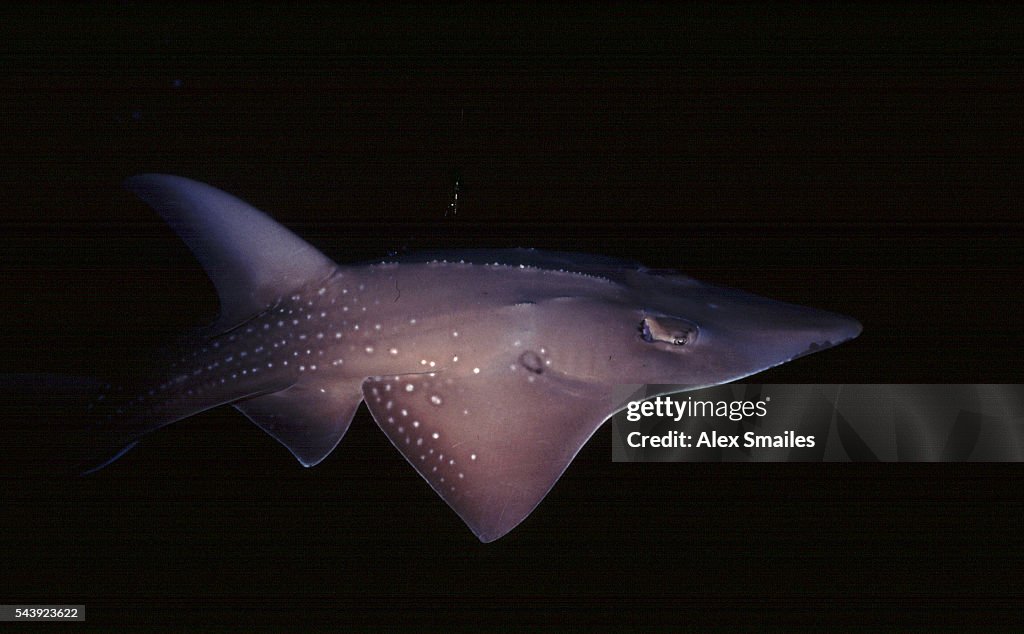 LIVE SHARK FINNING IN UNITED ARAB EMIRATES