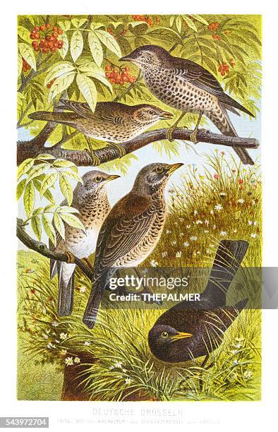 ilustraciones, imágenes clip art, dibujos animados e iconos de stock de zorzal grabado 1882 alemán - aftas