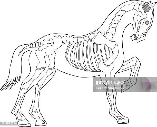 vektor-horse skelett - animal skeleton stock-grafiken, -clipart, -cartoons und -symbole