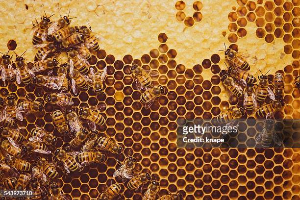 bees feeding cells with honey honeycomb - honingraat stockfoto's en -beelden