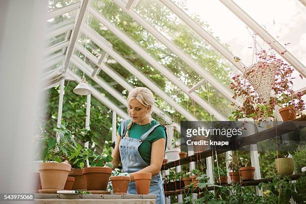 woman gardening in greenhouse replanting plant - greenhouse stockfoto's en -beelden